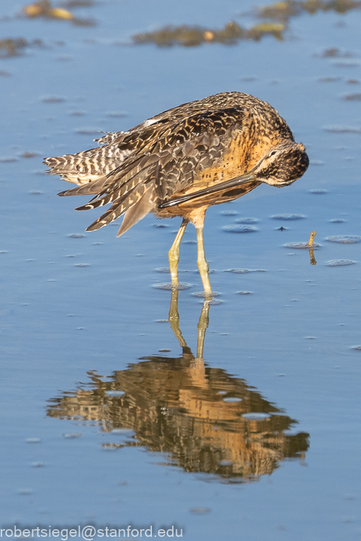 palo alto baylands 2021